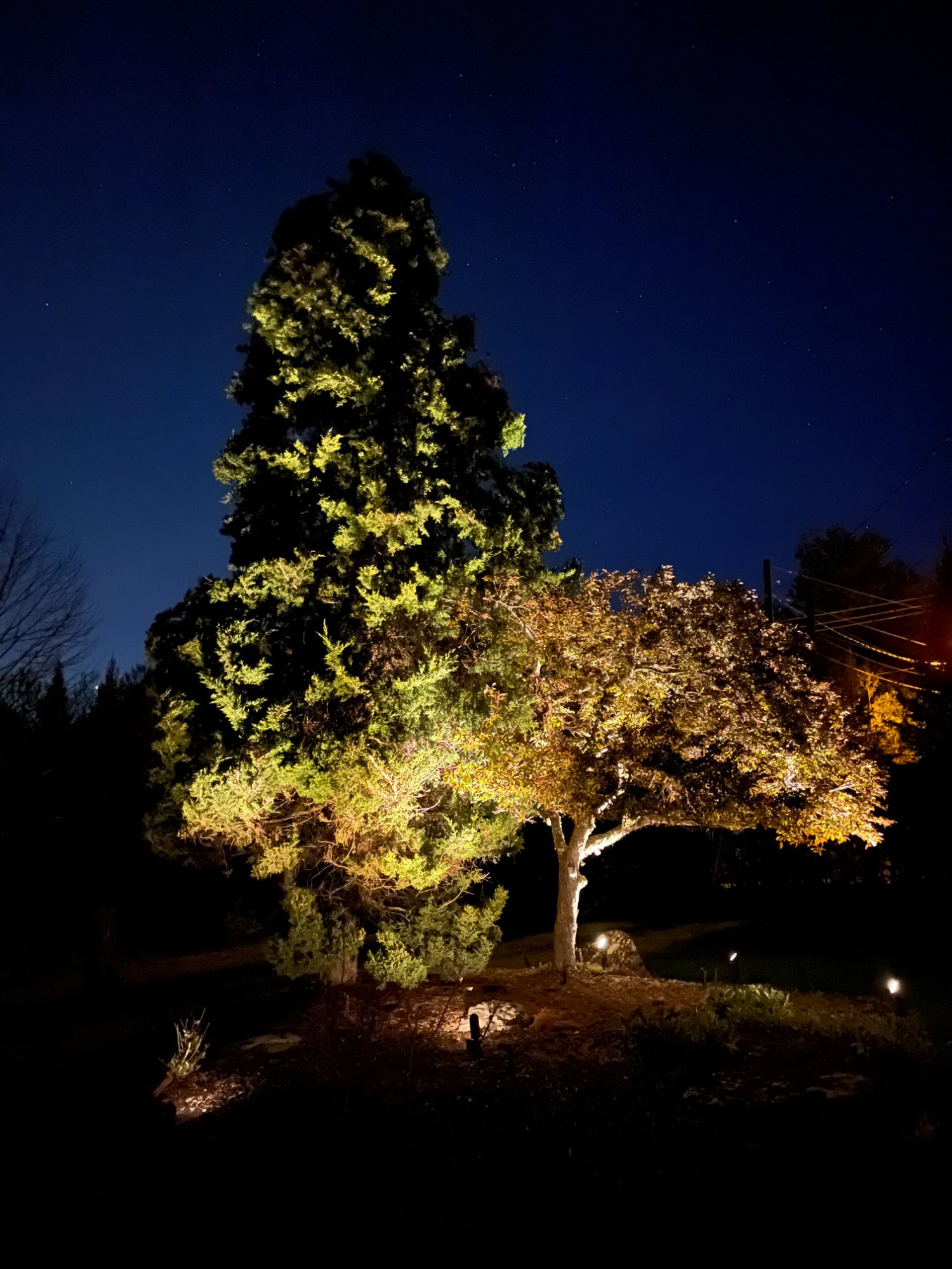 Éclairage d'arbres - Lumières des Cantons